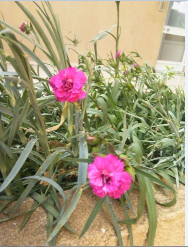 Name:  kar2.JPG
Views: 324
Size:  52.0 KB