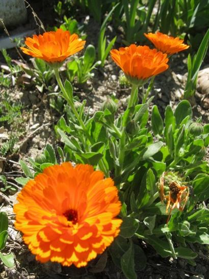 Name:  aynsafa1.jpg
Views: 699
Size:  53.1 KB