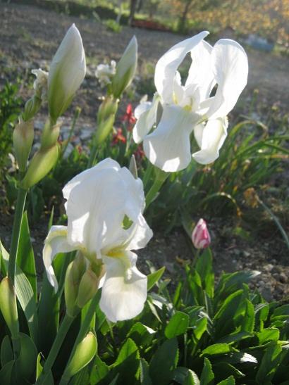 Name:  beyaz iris.jpg
Views: 694
Size:  38.8 KB
