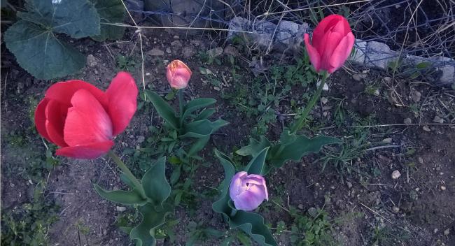 Name:  lale yayla 17.04.2016.jpg
Views: 506
Size:  54.6 KB