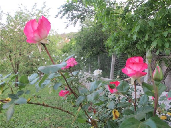 Name:  IMG_8587 (600 x 450).jpg
Views: 743
Size:  59.6 KB