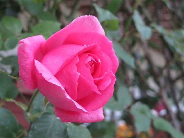 Name:  IMG_8551 (600 x 450).jpg
Views: 722
Size:  58.2 KB