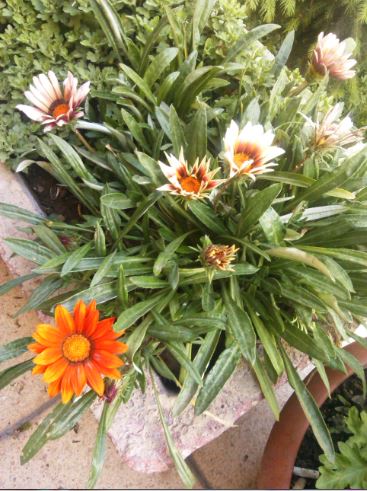 Name:  ama2.JPG
Views: 292
Size:  57.3 KB