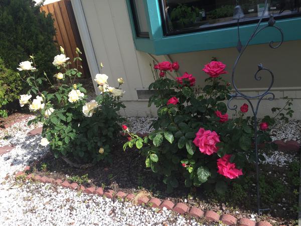 Name:  IMG_2783.jpg
Views: 509
Size:  59.9 KB