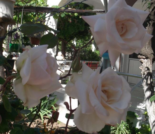 Name:  DSCF9183.jpg
Views: 402
Size:  56.0 KB