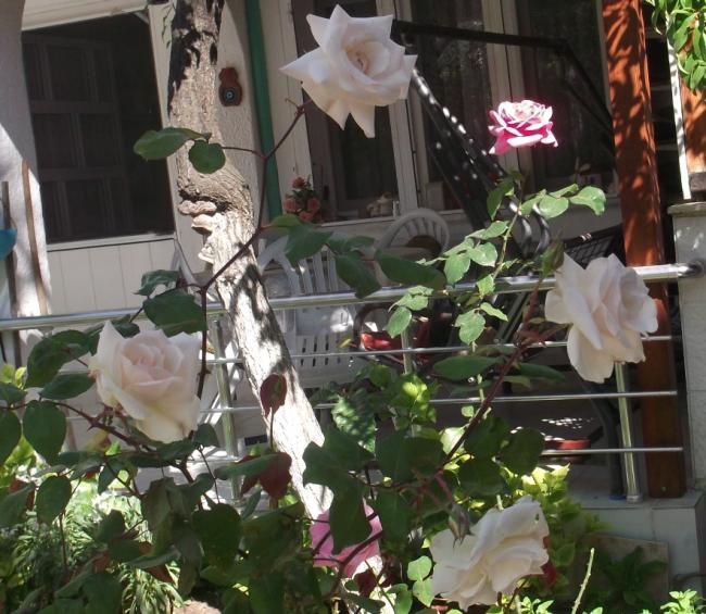 Name:  DSCF9190.jpg
Views: 409
Size:  67.7 KB