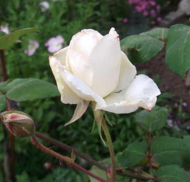 Name:  DSCF9147.jpg
Views: 401
Size:  37.6 KB