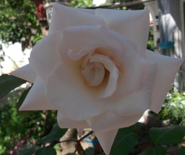 Name:  DSCF9186.jpg
Views: 402
Size:  30.6 KB