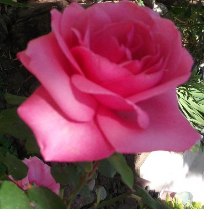 Name:  DSCF9189.jpg
Views: 392
Size:  45.0 KB