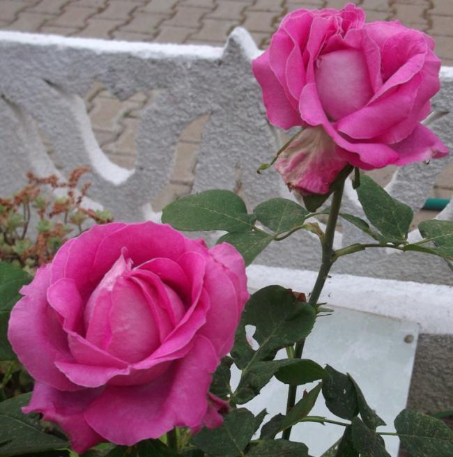 Name:  DSCF9150.jpg
Views: 410
Size:  57.2 KB