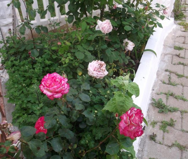 Name:  DSCF9141.jpg
Views: 398
Size:  69.4 KB