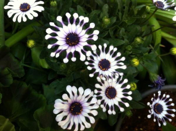 Name:  IMG_3292.jpg
Views: 819
Size:  41.8 KB