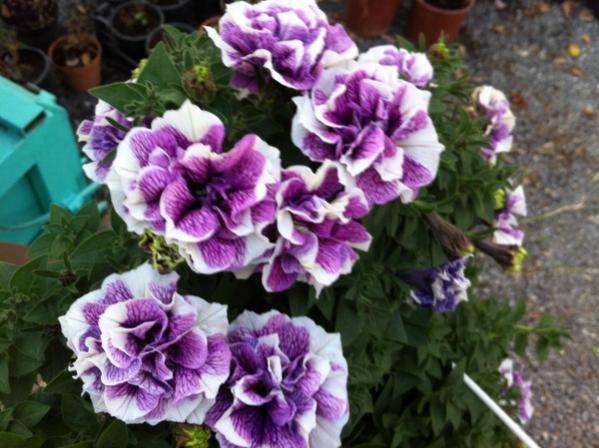 Name:  IMG_2943.jpg
Views: 712
Size:  50.1 KB