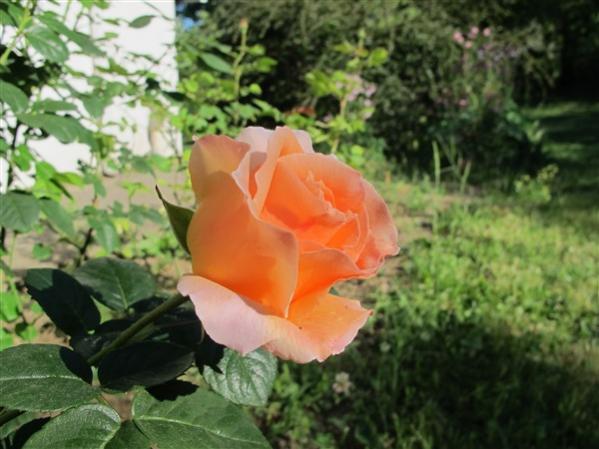 Name:  IMG_8611 (600 x 450).jpg
Views: 662
Size:  42.9 KB