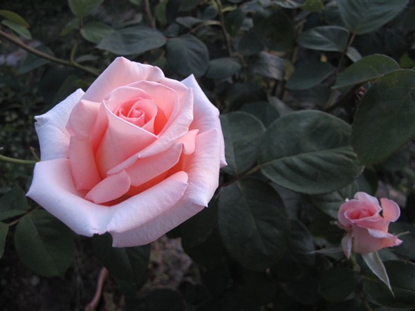 Name:  IMG_8628 (600 x 450).jpg
Views: 636
Size:  56.6 KB
