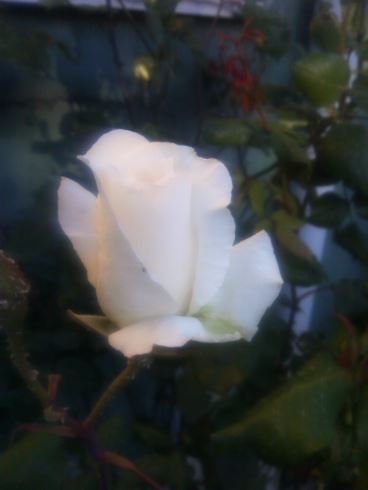 Name:  gl.JPG
Views: 275
Size:  22.4 KB