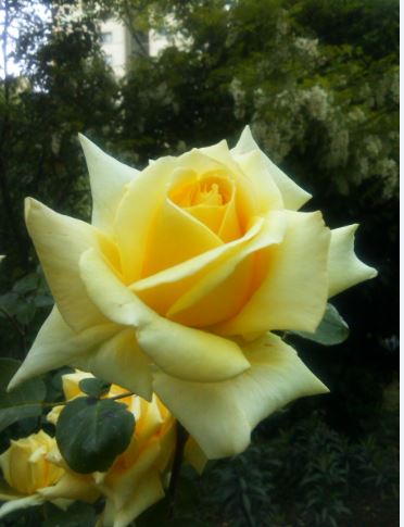 Name:  gl5.JPG
Views: 262
Size:  34.4 KB