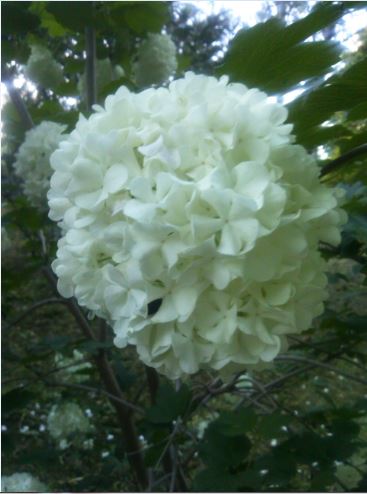 Name:  kr.JPG
Views: 327
Size:  36.0 KB