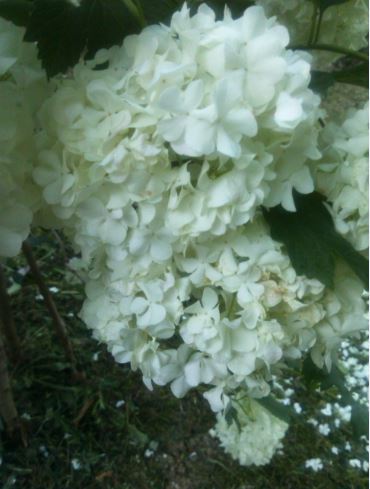 Name:  kr2.JPG
Views: 315
Size:  37.6 KB