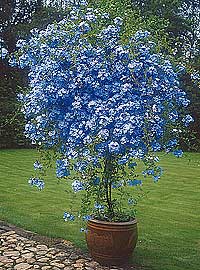 Name:  62766_1.jpg
Views: 3711
Size:  21.6 KB