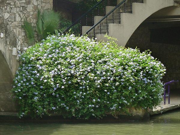 Name:  plumbago8.jpg
Views: 3520
Size:  67.9 KB