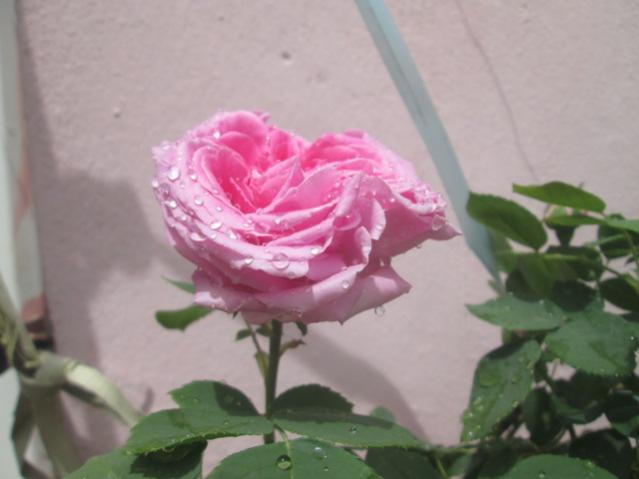 Name:  IMG_5536.jpg
Views: 229
Size:  29.5 KB
