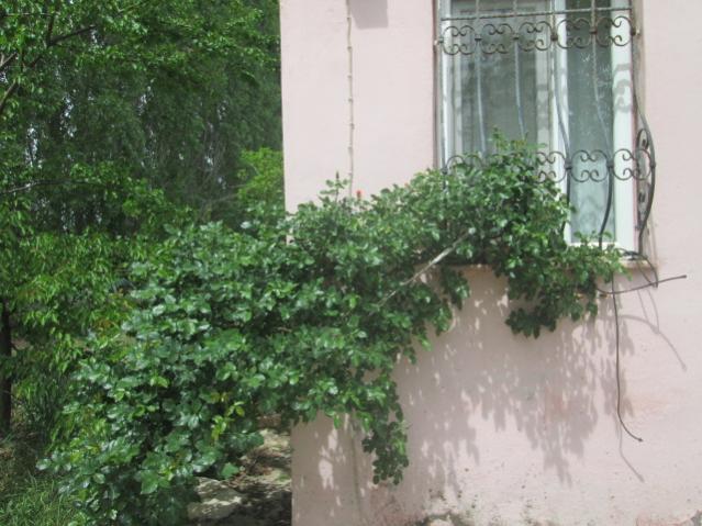 Name:  IMG_5538.jpg
Views: 209
Size:  54.5 KB