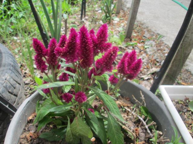 Name:  IMG_5548.jpg
Views: 637
Size:  60.7 KB