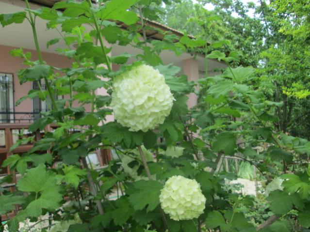 Name:  IMG_5550.jpg
Views: 558
Size:  56.7 KB