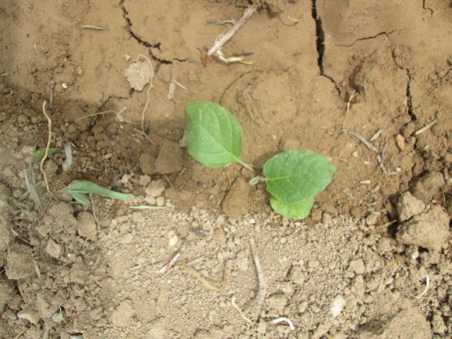 Name:  IMG_5556.jpg
Views: 561
Size:  61.3 KB