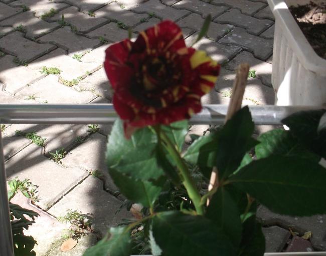 Name:  DSCF9202.jpg
Views: 379
Size:  47.5 KB