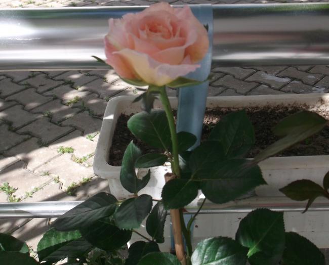 Name:  DSCF9207.jpg
Views: 620
Size:  43.9 KB