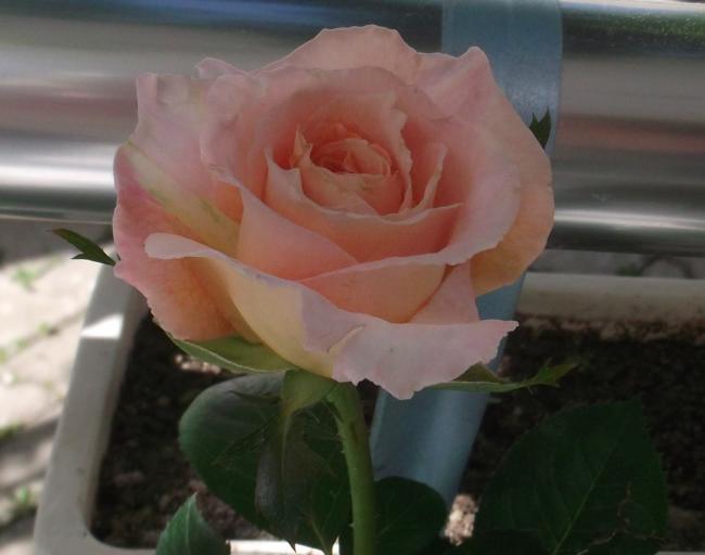 Name:  DSCF9204.jpg
Views: 647
Size:  28.6 KB