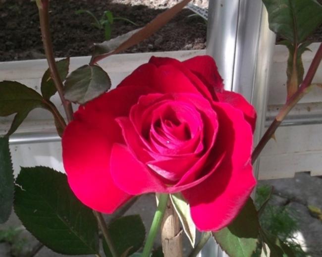 Name:  DSCF9205.jpg
Views: 605
Size:  38.1 KB