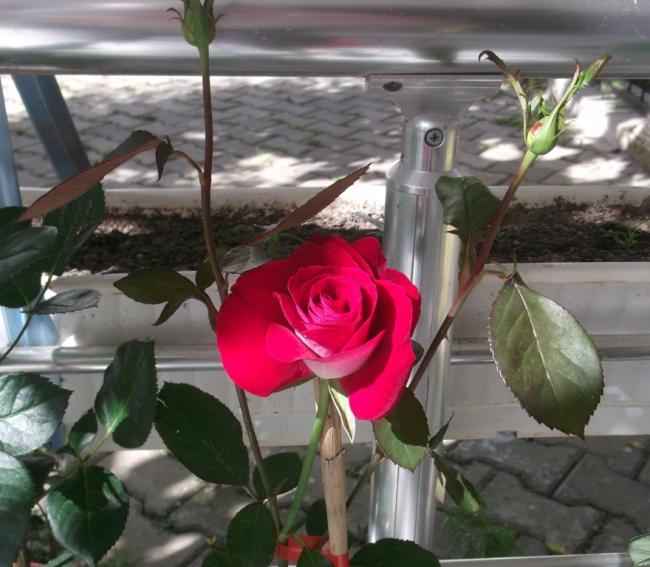 Name:  DSCF9208.jpg
Views: 635
Size:  52.6 KB