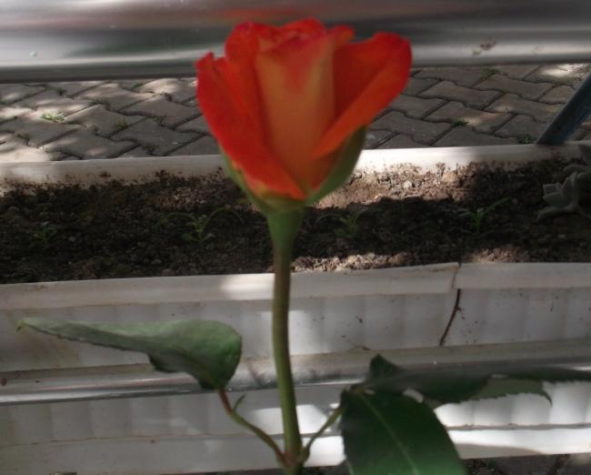 Name:  DSCF9206.jpg
Views: 602
Size:  36.3 KB