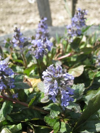 Name:  ajuga r..jpg
Views: 835
Size:  40.2 KB