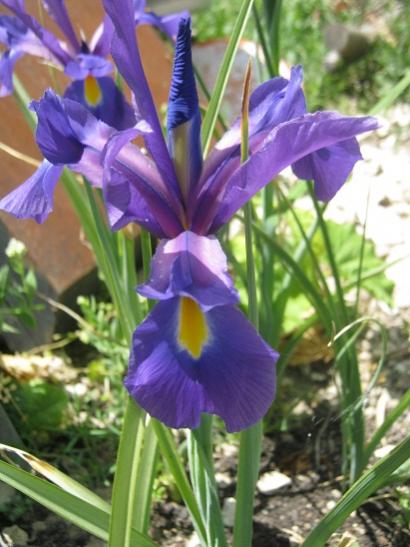 Name:  iris.jpg
Views: 758
Size:  41.4 KB