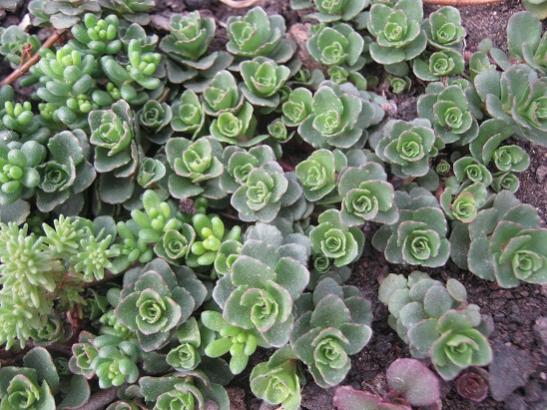 Name:  sedum k..jpg
Views: 593
Size:  56.1 KB