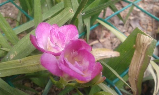 Name:  20160427_133216.jpg
Views: 554
Size:  32.1 KB