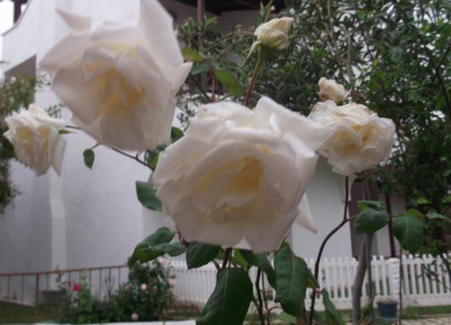Name:  DSCF9237.jpg
Views: 492
Size:  39.9 KB