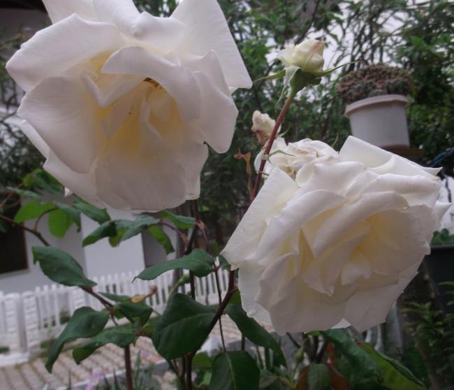 Name:  DSCF9239.jpg
Views: 490
Size:  44.9 KB