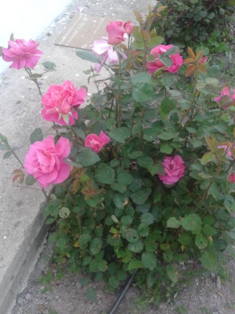 Name:  20160419_191509.jpg
Views: 470
Size:  47.5 KB