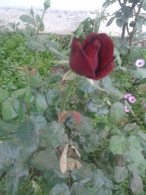 Name:  20160419_192131.jpg
Views: 465
Size:  47.7 KB