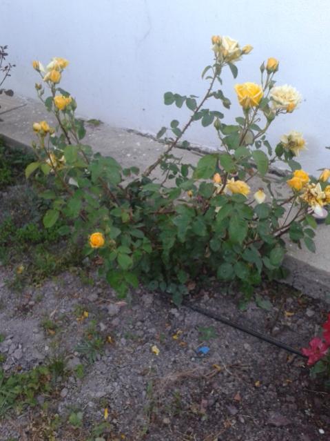 Name:  20160427_194446.jpg
Views: 445
Size:  47.9 KB