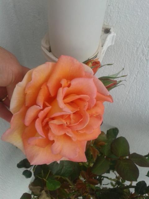 Name:  20160415_072632.jpg
Views: 432
Size:  31.3 KB