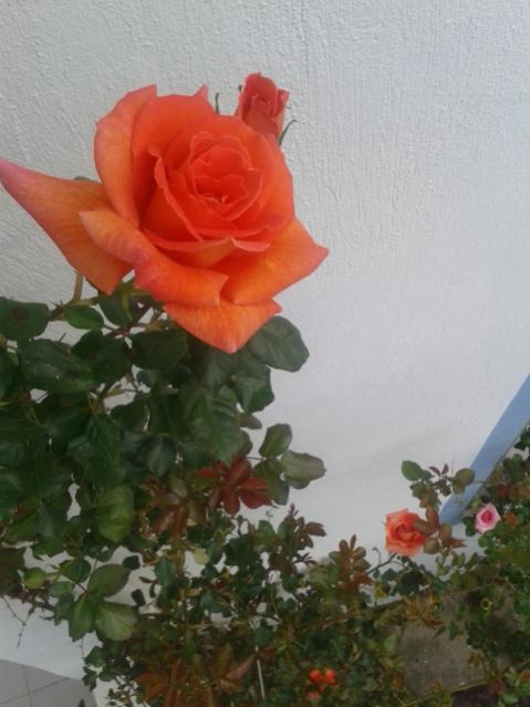 Name:  20160415_072659 - Kopya.jpg
Views: 440
Size:  39.0 KB