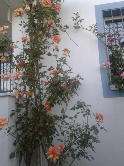 Name:  20160419_191553.jpg
Views: 436
Size:  47.9 KB