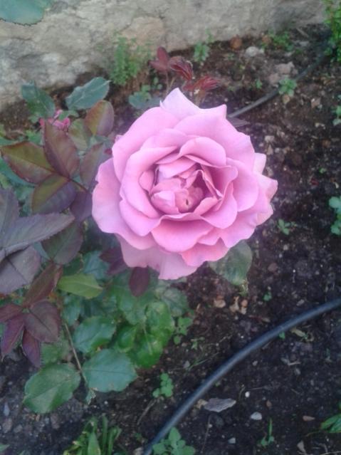 Name:  20160419_192027.jpg
Views: 433
Size:  43.8 KB