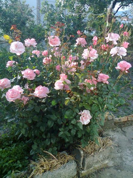 Name:  Fotoraf3704.jpg
Views: 450
Size:  76.0 KB